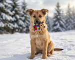 Собаки в Москве: щенок Адель в добрые руки Девочка, Бесплатно - фото 2