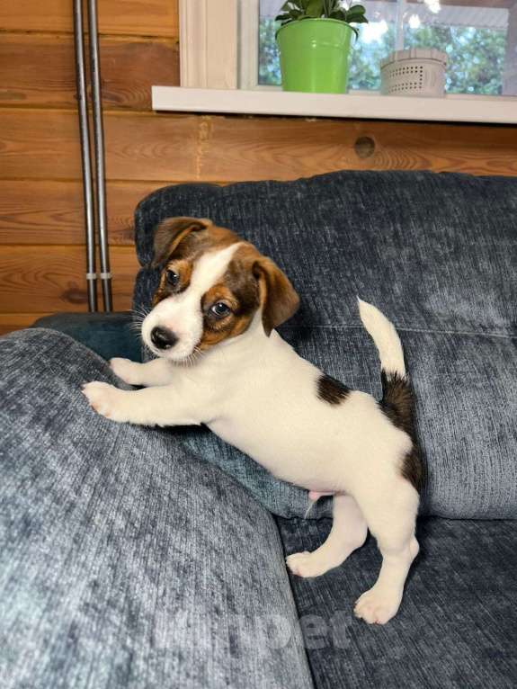 Собаки в Москве: Продается племенной  щенок джек рассел тер. 3  мес мальчик Мальчик, Бесплатно - фото 2