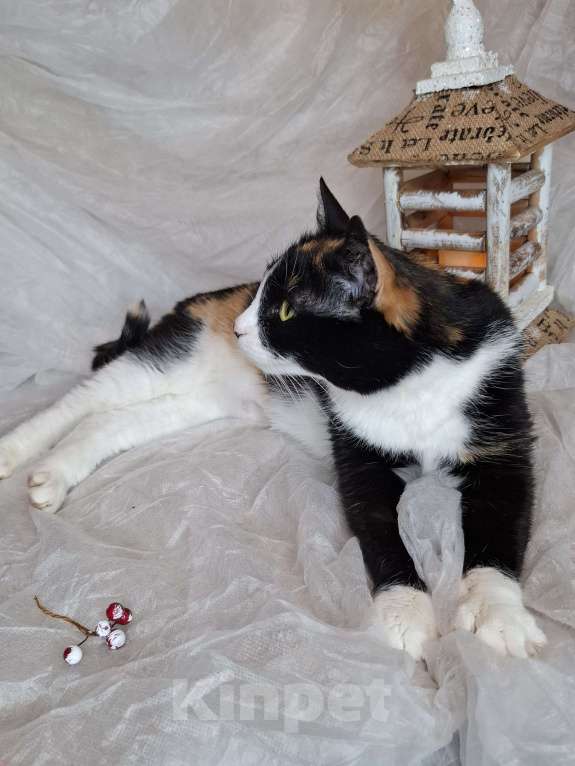 Кошки в Москве: Трехцветная кошка в добрые руки  Девочка, Бесплатно - фото 9