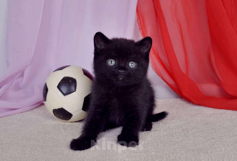 Кошки в Санкт-Петербурге: Черный британский котик-бегемотик Мальчик, 55 000 руб. - фото 2