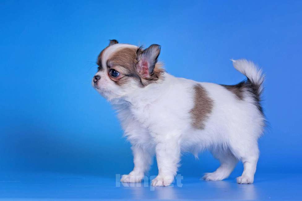 Собаки в Москве: Чихуахуа д/ш девочка Девочка, 50 000 руб. - фото 3