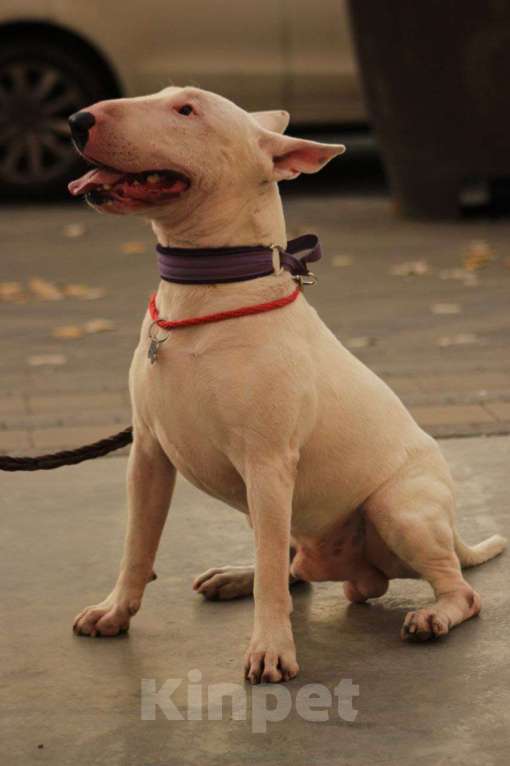 Собаки в Краснодаре: Предлагается кобель для вязки Мальчик, Бесплатно - фото 5