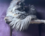 Кошки в Дмитрове: Кошка мейн-кун Девочка, 1 000 руб. - фото 2