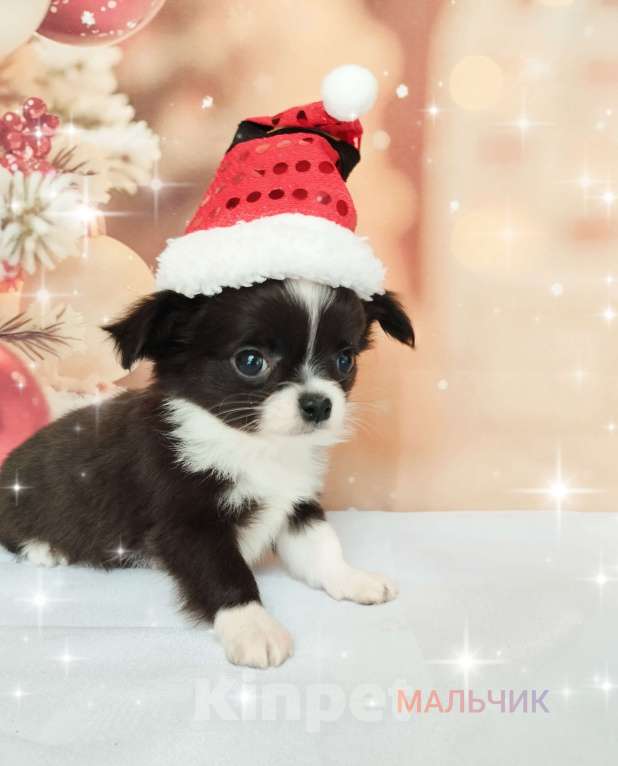 Собаки в Ногинске: Мальчик -зайчик  Мальчик, 40 000 руб. - фото 1