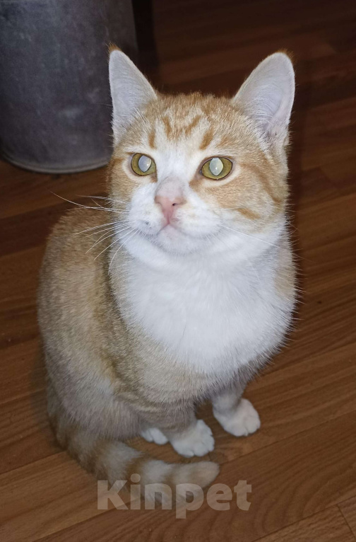 Кошки в Москве: Котик-пирожок ищет дом Мальчик, Бесплатно - фото 5