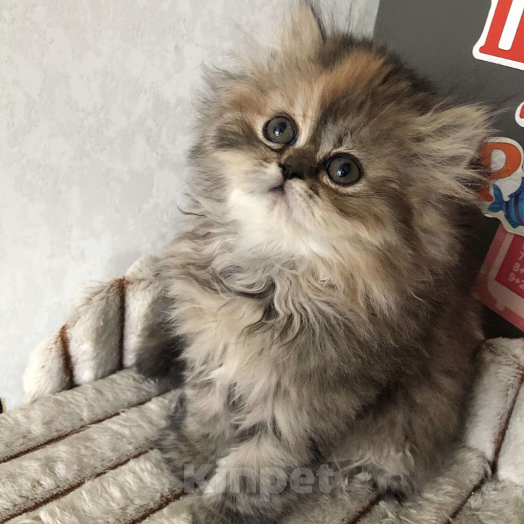 Кошки в Москве: Персидский котенок Девочка, 28 000 руб. - фото 1