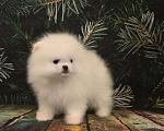 Собаки в Москве: Померанский шпиц белая девочка Девочка, 40 000 руб. - фото 1