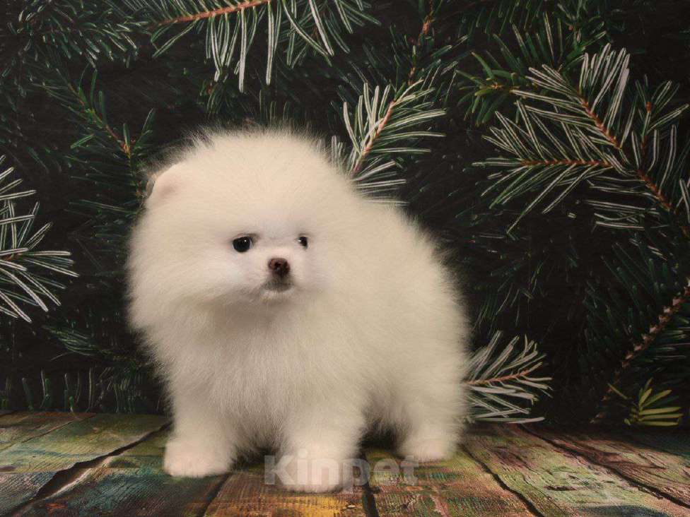 Собаки в Москве: Померанский шпиц белая девочка Девочка, 40 000 руб. - фото 1
