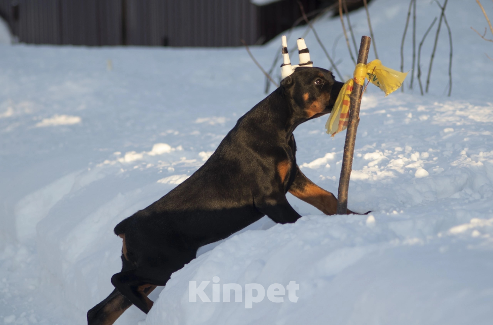 Собаки в Ялте: Великолепная, купированная девочка добермана Девочка, Бесплатно - фото 9