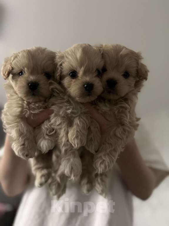 Собаки в Кинели: Мальчик Барни Мальчик, 120 000 руб. - фото 1