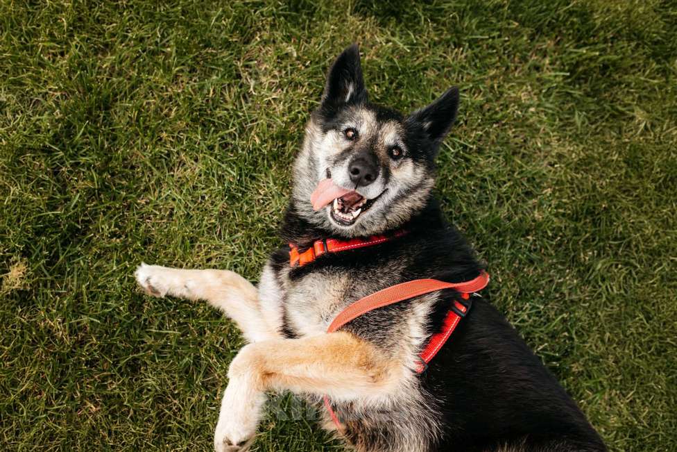 Собаки в Москве: Удивительная Крис ищет дом Девочка, Бесплатно - фото 2