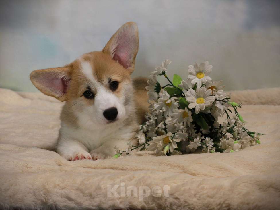 Собаки в Москве: Щенки вельш корги пемброк Девочка, 50 000 руб. - фото 2