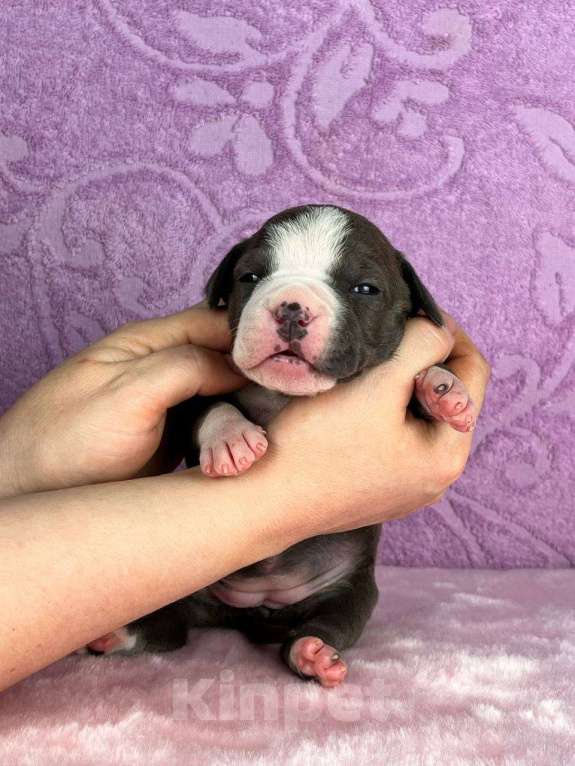 Собаки в Москве: Красивейшая девочка амстаффа Девочка, 120 000 руб. - фото 1