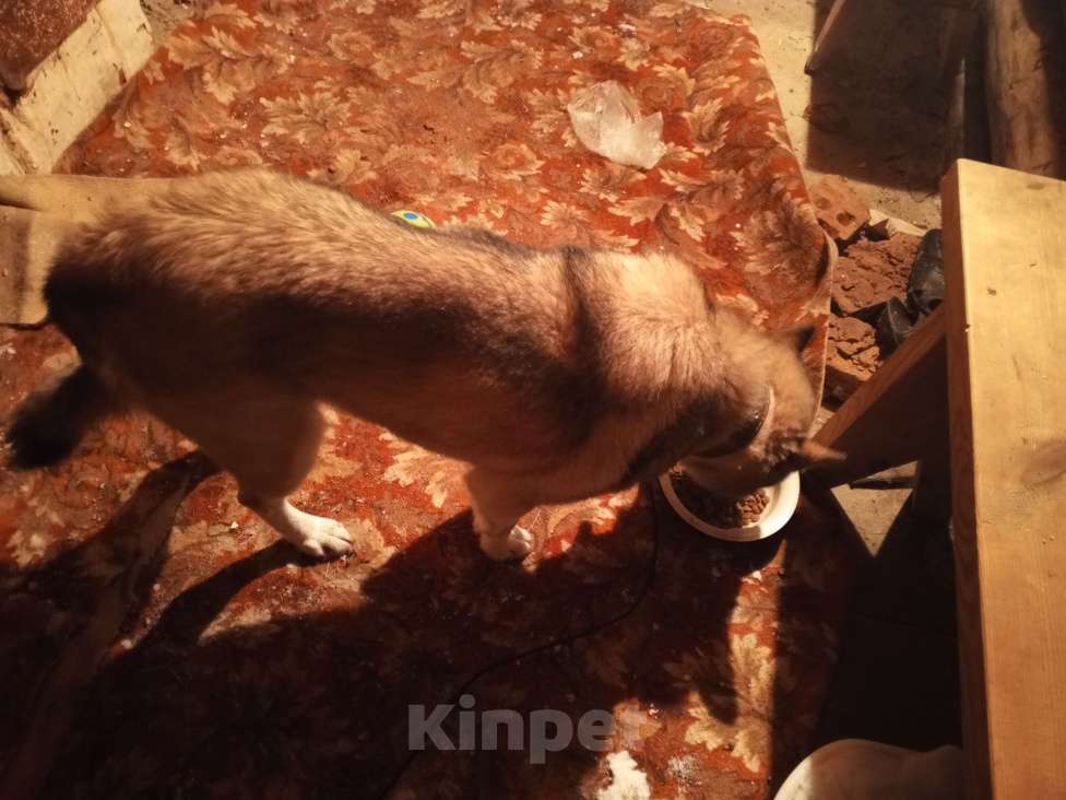 Собаки в Мур: Найдена собака Девочка, Бесплатно - фото 1