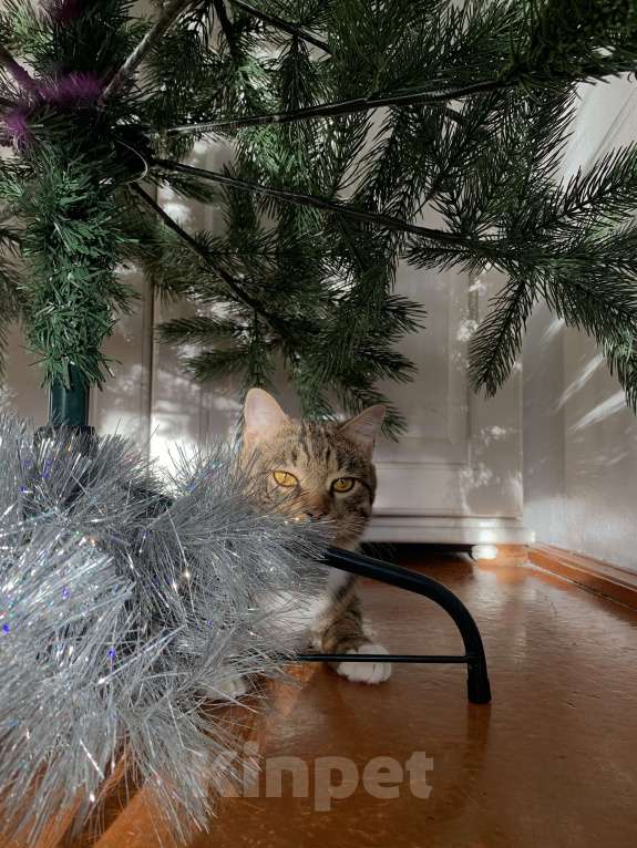 Кошки в Новокузнецке: Отдам в добрые руки Мальчик, Бесплатно - фото 6