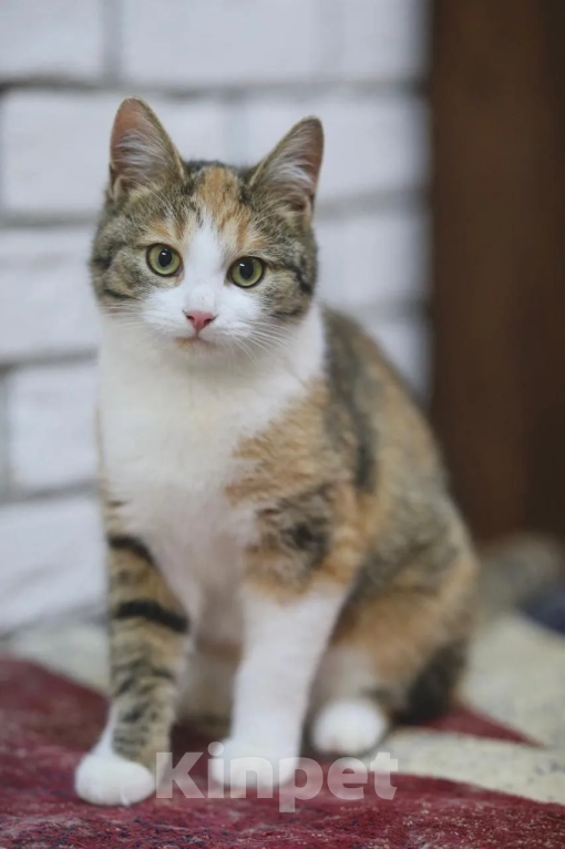 Кошки в Москве: Котенок в добрые руки Девочка, Бесплатно - фото 2