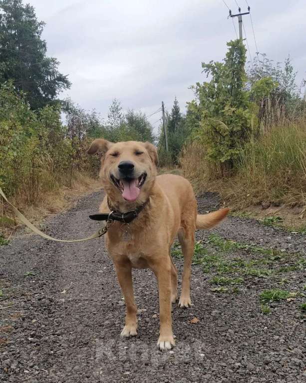 Собаки в других городах Московской области: Одиссей ищет гавань Мальчик, Бесплатно - фото 5