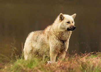 Гренландская собака