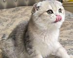 Кошки в Санкт-Петербурге: Золотая голубая шиншилла девочка Девочка, 50 000 руб. - фото 1