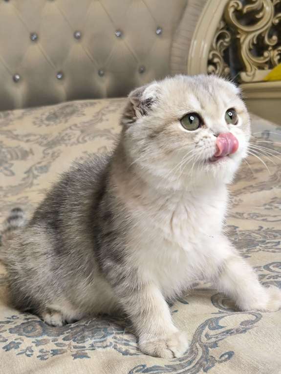 Кошки в Санкт-Петербурге: Золотая голубая шиншилла девочка Девочка, 50 000 руб. - фото 1