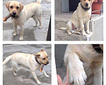 Собаки в Ессентуках: Кабель для Вязки, Бесплатно - фото 4