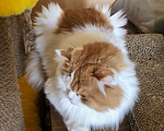 Кошки в Реутове: Уникальный кот-тяжеловес шотландской наружности ищет дом. Мальчик, Бесплатно - фото 6