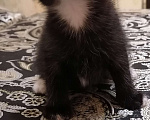 Кошки в Подольске: Котенок Мальчик, 1 500 руб. - фото 2