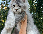 Кошки в Анапе: Котята мейн-кун Девочка, 60 000 руб. - фото 2