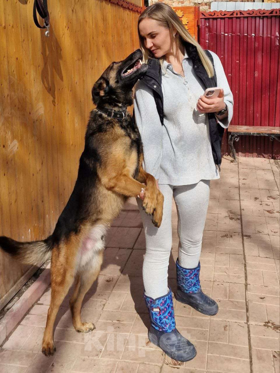 Собаки в Москве: Барди, метис бельгийской овчарки, ищет дом Мальчик, Бесплатно - фото 3