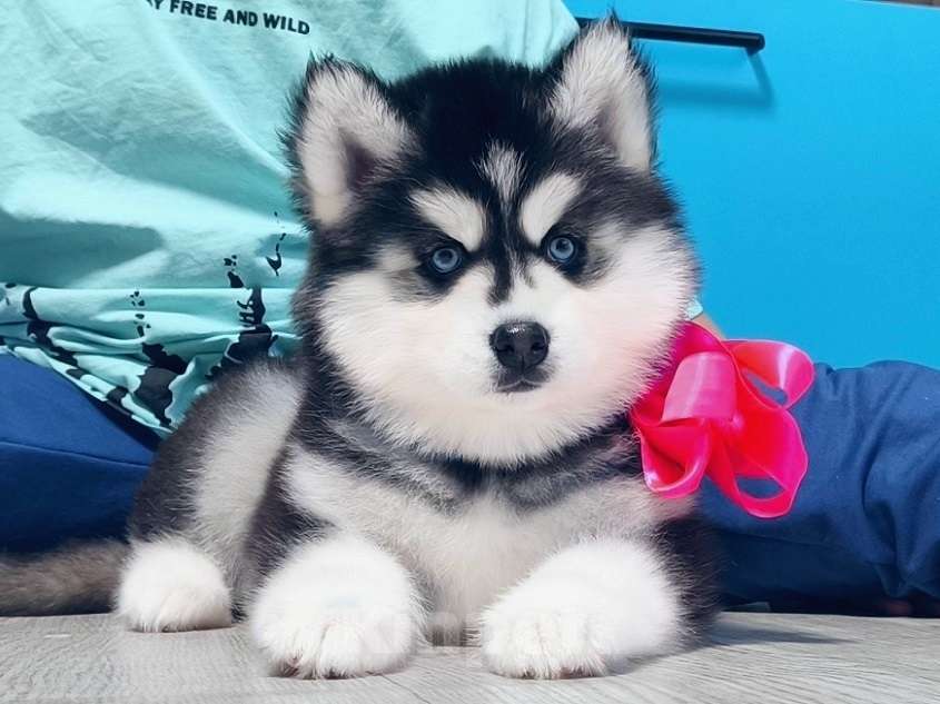 Собаки в Тольятти: Хаски Щенки Разных окрасов Разнополые, Бесплатно - фото 2