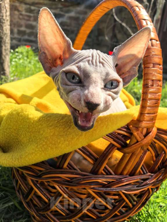Кошки в Ростове-на-Дону: Канадский сфинкс котёнок Мальчик, 10 000 руб. - фото 4
