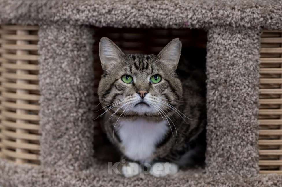 Кошки в Москве: Кот Сатурн в добрые руки Мальчик, Бесплатно - фото 8