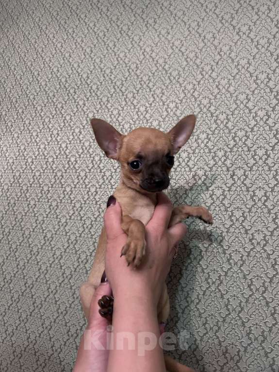 Собаки в Воронеже: Крошка-чихуахуа  Девочка, 20 000 руб. - фото 2