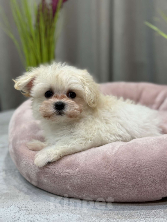 Собаки в Москве: Мальтипу мальчик 2 Мальчик, 150 000 руб. - фото 1