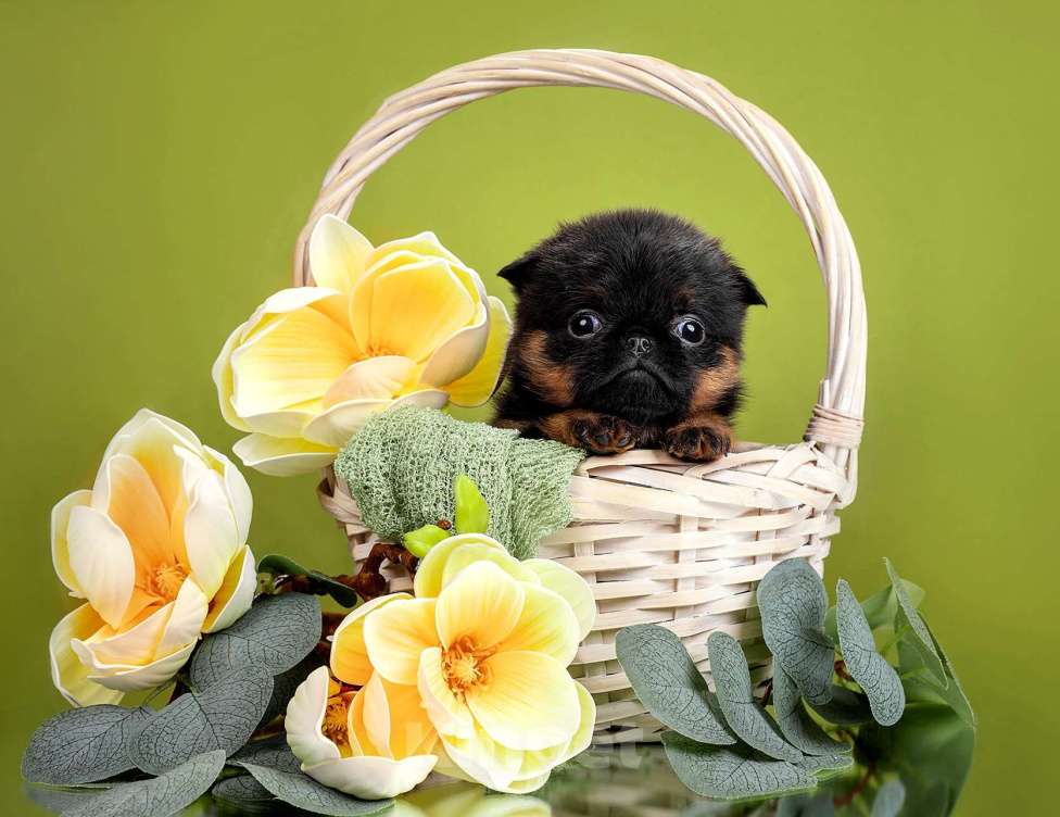 Собаки в Москве: Пти-брабансон черно-подпалая девочка Девочка, 50 000 руб. - фото 1