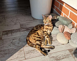 Кошки в Ростове-на-Дону: Бенгальские котята Девочка, 17 000 руб. - фото 6