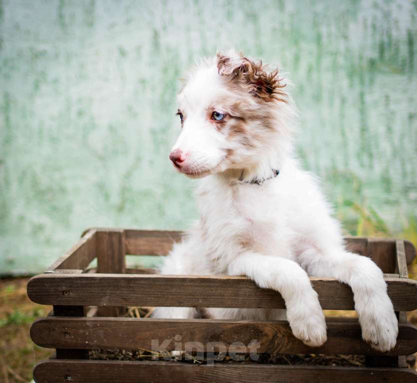 Собаки в Москве: Бордер колли, мальчики Мальчик, 80 000 руб. - фото 8