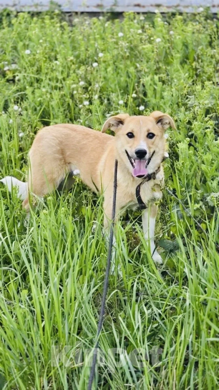 Собаки в Новороссийске: отдамся в добрые руки Девочка, 99 руб. - фото 1