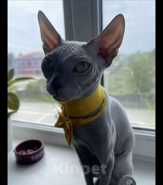 Кошки в Санкт-Петербурге: Котёнок донской сфинкс  Мальчик, 18 000 руб. - фото 6