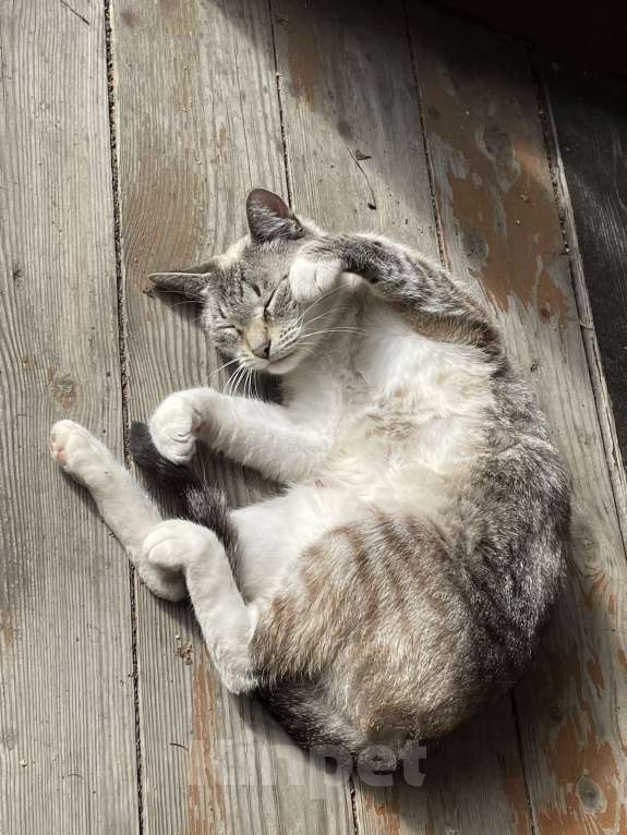 Кошки в Москве: Кошечка — ласковая красотка! Девочка, Бесплатно - фото 3