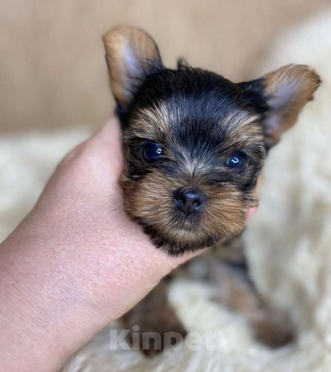 Собаки в Москве: Йорк бебифейс мальчик Мальчик, 65 000 руб. - фото 3
