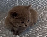 Кошки в других городах Воронежской области: Манчкин, с короткими лапками. Мальчик, 35 900 руб. - фото 3