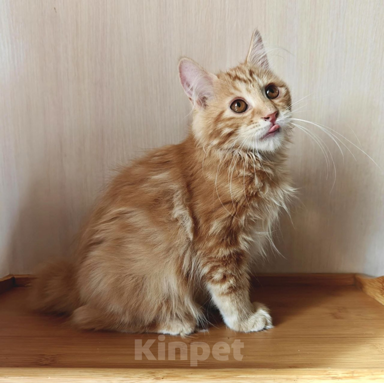 Кошки в Владивостоке: Котята Курильского бобтейла. Продажа и резерв Разнополые, 20 000 руб. - фото 4