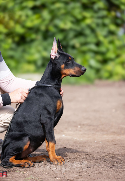 Собаки в Клине: Сука, вишневая лента  Девочка, 150 000 руб. - фото 6