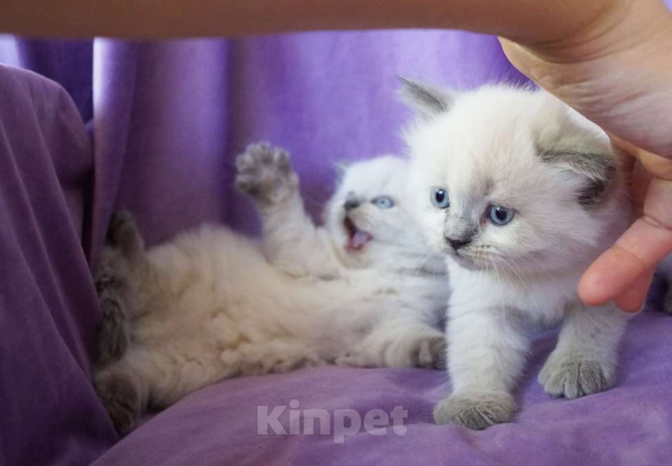 Кошки в Краснодаре: Невская маскарадная котенок продам Мальчик, 27 000 руб. - фото 2