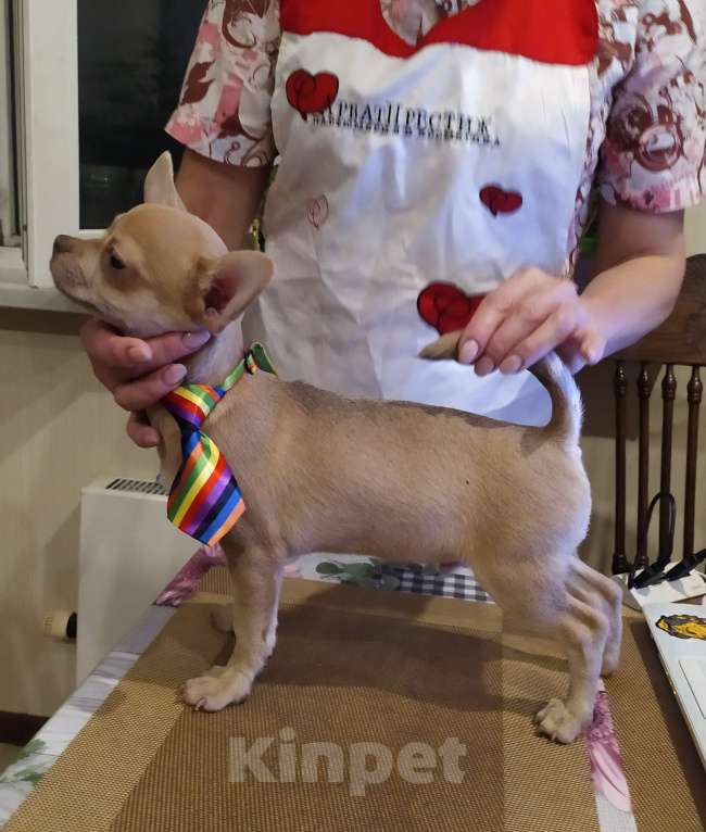 Собаки в Москве: Лиловый мальчишка чихуахуа  Мальчик, 45 000 руб. - фото 8