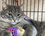Кошки в Москве: Чудесный полосатик Капитолий ищет маму и папу Мальчик, Бесплатно - фото 8