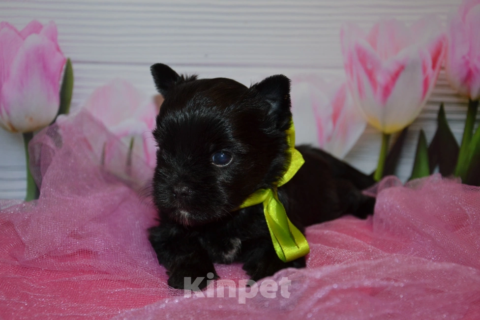 Собаки в Москве: Щенок Йорка чёрного окраса  Мальчик, 30 000 руб. - фото 2