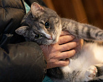 Кошки в Москве: Кошечка с двумя лапками в поисках лучшей семьи Девочка, Бесплатно - фото 7