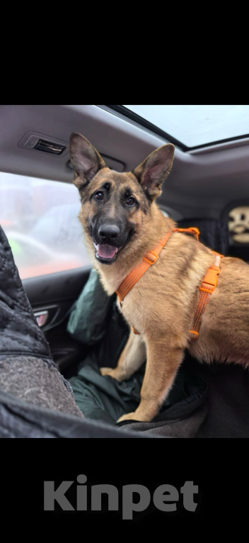 Собаки в Москве: Микки ищет дом Мальчик, Бесплатно - фото 3